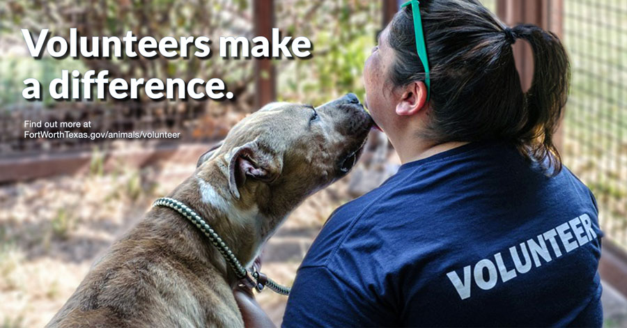 Volunteering at an animal shelter. Volunteer at an animal Shelter. Анимал контрол. Volunteer help animals. Volunteers carry animals.